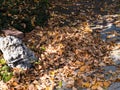 Falling leaves in autom cover the ground Royalty Free Stock Photo