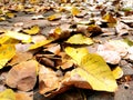 Falling leaves in the autumn season.