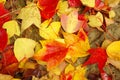 Falling leaves Royalty Free Stock Photo