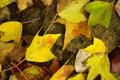 Falling leaves Royalty Free Stock Photo