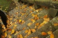 Falling leaves Royalty Free Stock Photo