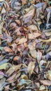 The image displays a close-up, top-down view of a dense collection of fallen, dried leaves. Royalty Free Stock Photo