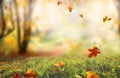 Falling leaves natural background . Royalty Free Stock Photo