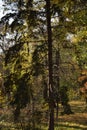 Falling leaves on the scenic autumn park