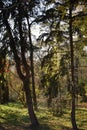 Falling leaves on the scenic autumn park