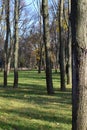 Falling leaves on the scenic autumn park