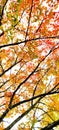 Falling leaves during the start of the fall. The beautiful color& x27;s that are make you feel fresh. Royalty Free Stock Photo