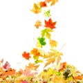 Falling Maple Leaves