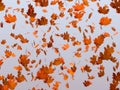 Falling Maple leaves Royalty Free Stock Photo
