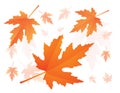 Falling maple leaves Royalty Free Stock Photo