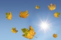 Falling maple leaves and bright sunlight, blue sky Royalty Free Stock Photo