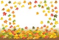 Falling maple leaves  on a white-brown background, autumn background. leaf Royalty Free Stock Photo