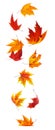 Falling maple leaves