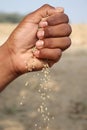 Millet, Indian crop millet spiked or pearl in the hand Royalty Free Stock Photo