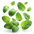 Falling mint leaves isolated Royalty Free Stock Photo
