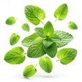 Falling mint leaves isolated Royalty Free Stock Photo