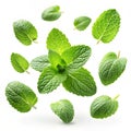 Falling mint leaves Royalty Free Stock Photo