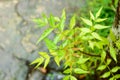 Falling Monsoon Rain on Green Neem Tree Plant leaf. Raindrop on leaves picture. Beautiful rainy season, water drop on green leaf Royalty Free Stock Photo