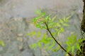 Falling Monsoon Rain on Green Neem Tree Plant leaf. Raindrop on leaves picture. Beautiful rainy season, water drop on green leaf Royalty Free Stock Photo