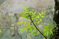 Falling Monsoon Rain on Green Neem Tree Plant leaf. Raindrop on leaves picture. Beautiful rainy season, water drop on green leaf