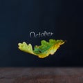 Autumn concept. October. Falling oak leaves. Dark background and wooden surface. Royalty Free Stock Photo