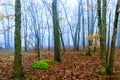 Falling oak leaves on the scenic autumn forest morning Royalty Free Stock Photo