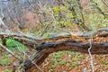 The fallen old tree is covered with green moss Royalty Free Stock Photo