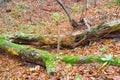 The fallen old tree is covered with green moss Royalty Free Stock Photo