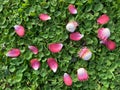 Falling pink flowers of Sala or Cannon Ball tree on green grass