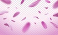 Falling pink petals on a transparent background