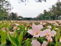 Falling pink Tabebuia Rosea flower in park Royalty Free Stock Photo