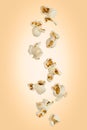 Falling popcorn are isolated on a colored background with clipping path as package design element and advertising