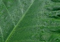 Falling Rain drops on green plant leaf. Kachu pata or mammoth elephant ear Taro cocoyam with fresh water raindrops of dew in