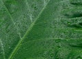 Falling Rain drops on green plant leaf. Kachu pata or mammoth elephant ear Taro cocoyam with fresh water raindrops of dew in