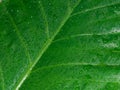 Falling Rain drops on green plant leaf. Kachu pata or mammoth elephant ear Taro cocoyam with fresh water raindrops of dew in Royalty Free Stock Photo