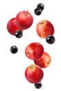 Falling red apples and blackcurrant isolated on white Royalty Free Stock Photo