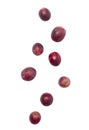 Falling red grapes isolated on white background with clipping path. Royalty Free Stock Photo