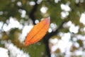 Falling red orange leaf from a tree Royalty Free Stock Photo