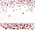 Falling red rose petals seasonal confetti, blossom elements flying isolated. Abstract floral background with beauty Royalty Free Stock Photo