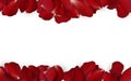 Falling red rose petals seasonal confetti, blossom elements isolated on white background. Abstract floral background Royalty Free Stock Photo