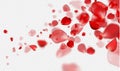 Falling Red rose petals on a transparent background.Vector illustration Royalty Free Stock Photo
