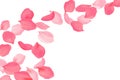 Falling rose petals bright pink blossom. Sakura cherry flying flowers. 3d realistic design. Vector illustration