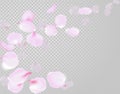Falling rose petals soft delicate pink blossom on transparent background. Sakura cherry flying flowers. 3d realistic design. Vecto
