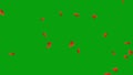 Falling sassafras leaves green screen motion graphics