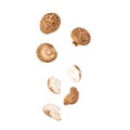 Falling Shiitake mushroom isolated on white background with clipping path. Royalty Free Stock Photo