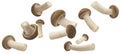Falling Shimeji mushroom collection, brown beech mushrooms isolated on white background