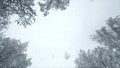 Snowfall. Snow falls in flakes sky, snow-covered treetops on winter. Slow motion