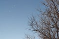 Falling snow against a background of blue sky and branches of dry tree Royalty Free Stock Photo