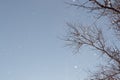 Falling snow against a background of blue sky and branches of dry tree Royalty Free Stock Photo