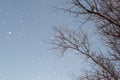 Falling snow against a background of blue sky and branches of dry tree Royalty Free Stock Photo